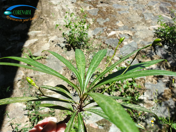 Hoa Rù Rì Các loài Rù rì ven suối ở A Lưới – Corenarm