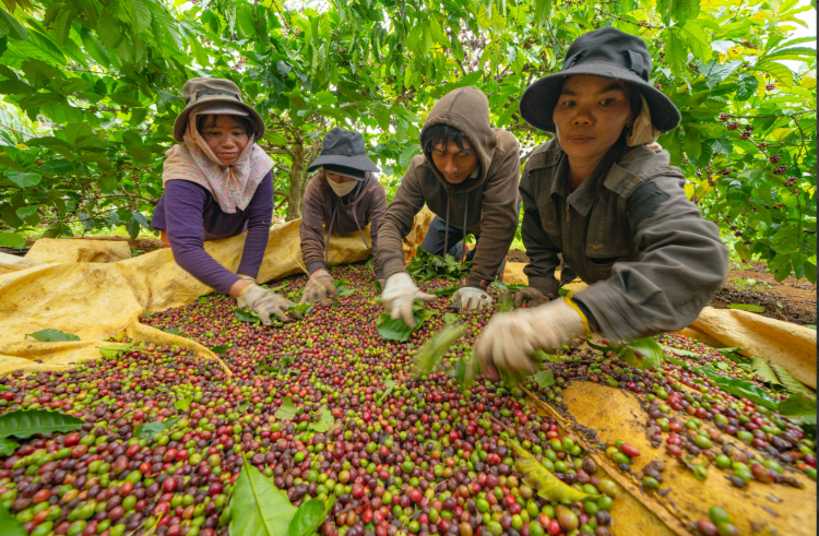 TIN TỨC “EUDR dẫn dắt sự thay đổi quy định nông lâm sản toàn&nbsp;cầu”