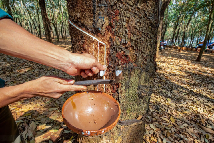 TIN TỨC “Cái giá của cao su tiểu&nbsp;điền”